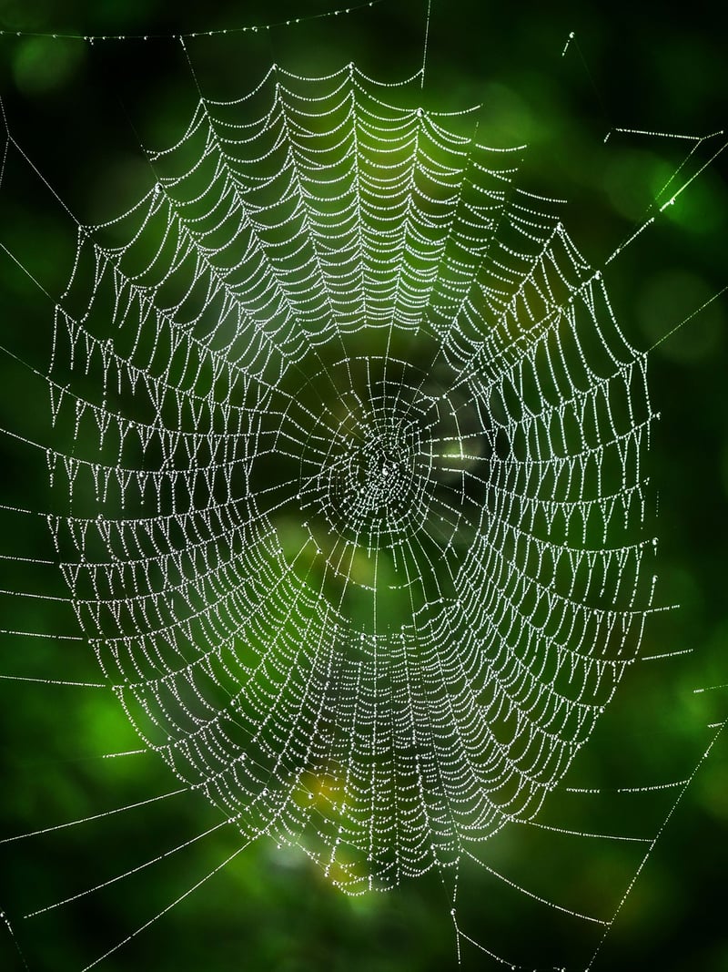 Mentorship Image